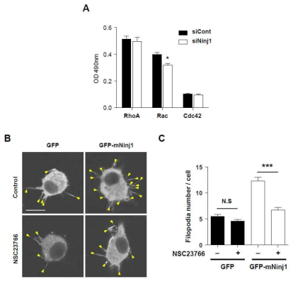 Rac1에 의한 Ninjuirn1의 Filopodia 형성 조절 기전