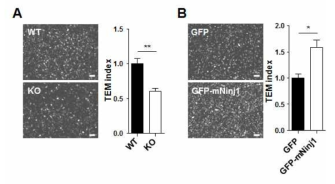 Transwell을 이용한 Ninjuirn1에 의한 TEM 활성 조사