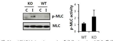 AKAP12 knockout mice에서의 phospho-MLC 확인