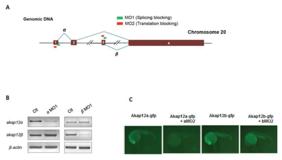 AKAP12a, AKAP12b를 선택적으로 저해하는 morpholino