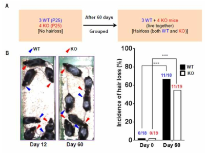 Ninjurin1 KO 마우스에서 관찰되는 allo-grooming phenotype