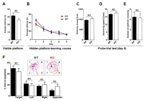 Wild-type과 Ninjurin1 KO 마우스의 learning and memory test