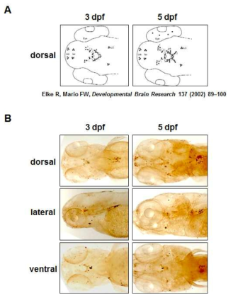 제브라피쉬 배아의 도파민 신경계 발생 도해 및 관찰