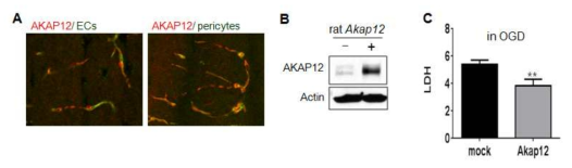 AKAP12의 발현 패턴과 세포 활성 보호 효과