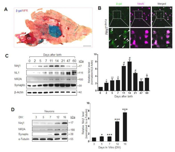 마우스 brain 내에서 ninjurin1 단백질의 spatio-temporal 발현 패턴