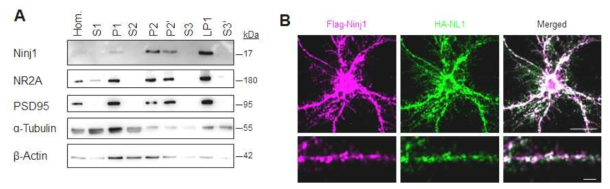 Ninjurin1의 synapse 발현