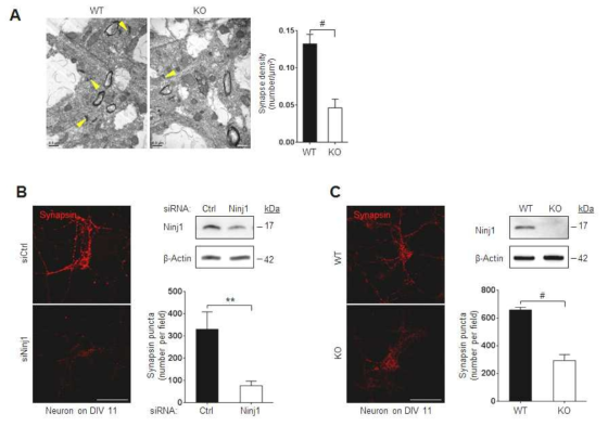 Ninjurin1에 의한 synapse 형성 조절