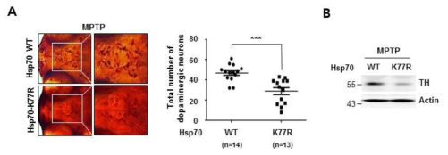 MPTP 처리로 유도된 Parkinson's disease 모델에서 Hsp70 WT 및 Mut 발현에 의한 신경세포 보호 효과