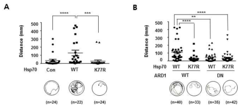 MPTP 처리로 유도된 Parkinson's disease 모델에서 Hsp70 WT 및 Mut 발현에 의한 운동성 감소 및 패턴 변화