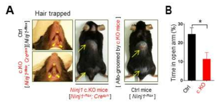 신경세포 특이적 Ninjurin1 cKO 마우스 phenotype