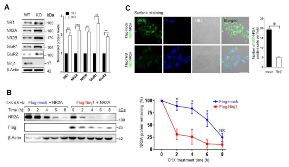 Ninjurin1에 의한 NMDA receptor 2A (NR2A) 단백질 조절