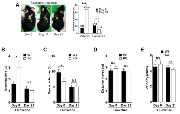 Fluoxetine에 의한 Ninjurin1 KO 마우스의 행동장애 개선효과