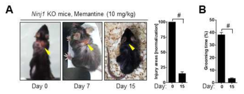 Memantine에 의한 Ninjurin1 KO 마우스의 행동장애 개선효과