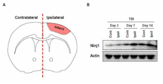 CCI 생쥐 뇌에서 Ninjurin1 발현 (Western blot). A) CCI 유발 생쥐 뇌. B) Western blotting을 이용한 Ninjurin1의 발현 조사