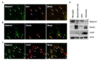 Ninjurin1의 신경교세포 발현