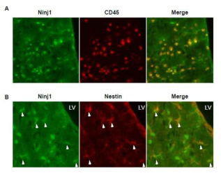 Ninjurin1의 혈액면역세포와 NSC 발현