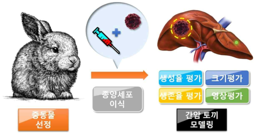 중동물 모델 선정 및 간암 토끼 모델링