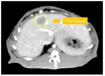 VX2를 이식한 간암 토끼 모델의 종양 확인 CT 영상