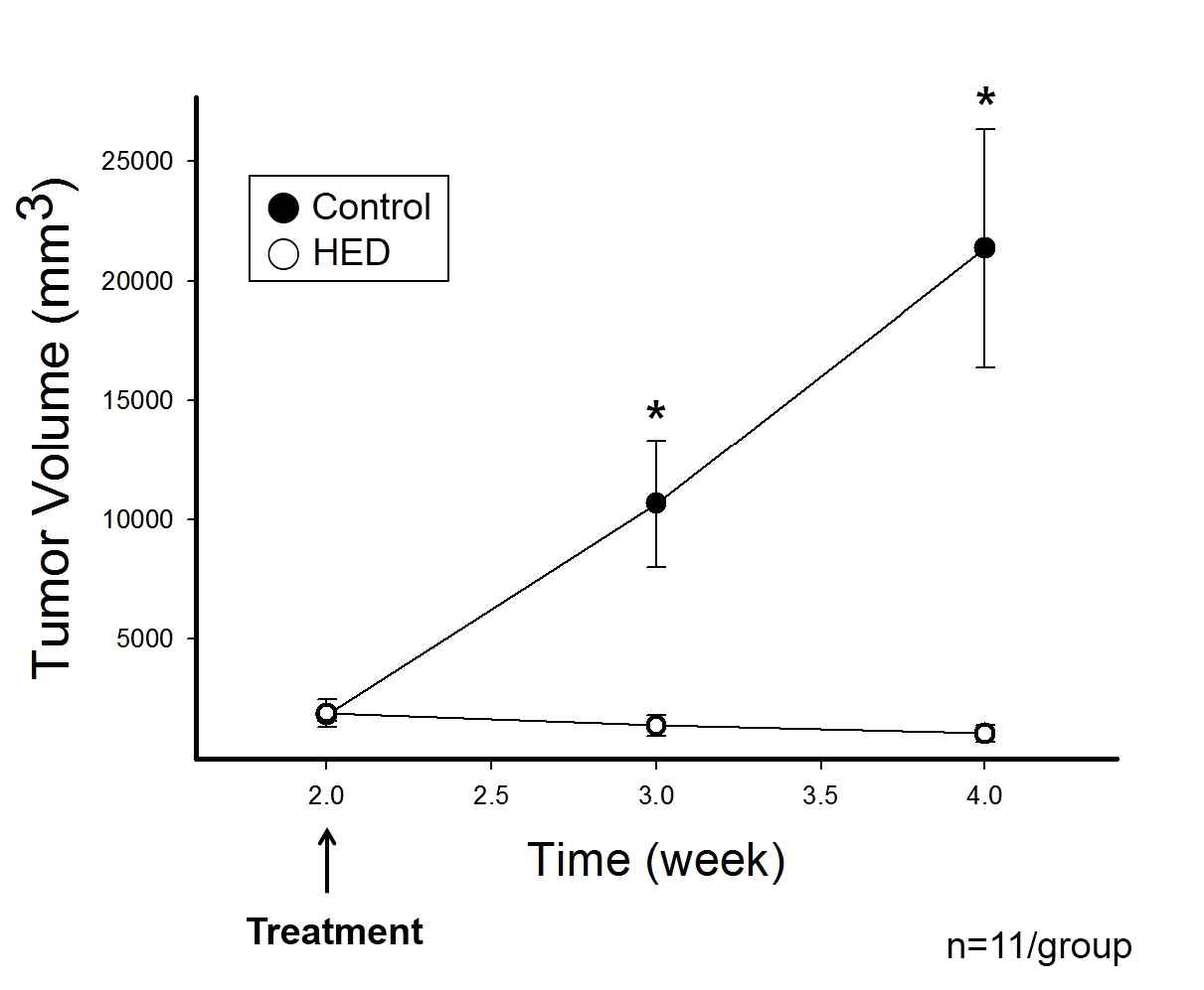 대조군과 HED 처리군의 시간별 종양 부피 비교 (4주, n=11)