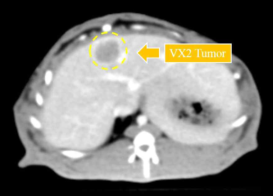 VX2를 이식한 간암 토끼 모델의 종양 확인 CT 영상