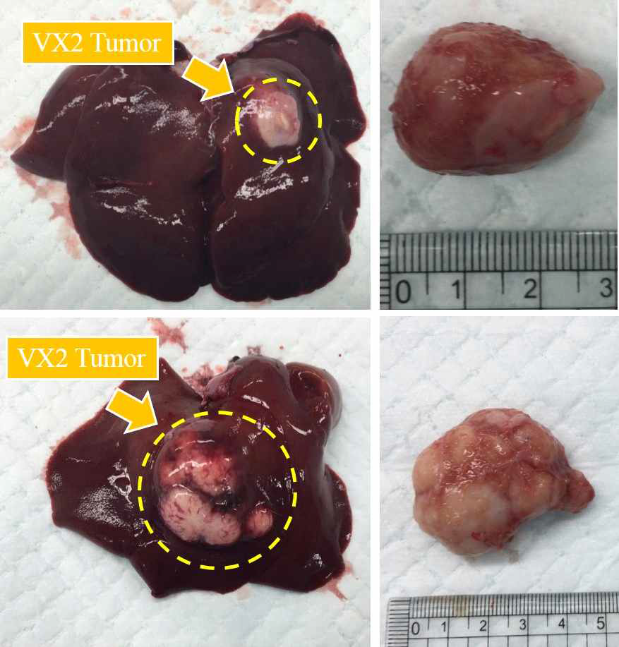 이식한 VX에 따른 종양크기 확인