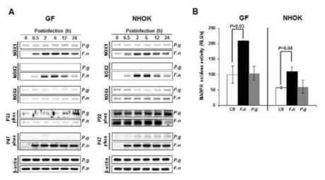 NOX1, NOX2, and P47phox expression and NADPH oxidase activity were all increased in primary human gingival fibroblasts (GFs) after infection with F. nucleatum but not P. gingivalis.