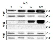 Western blot analysis of NOX1, NOX2, and NOX4 in GFs infected with F. nucleatum or P. gingivalis at various MOIs.