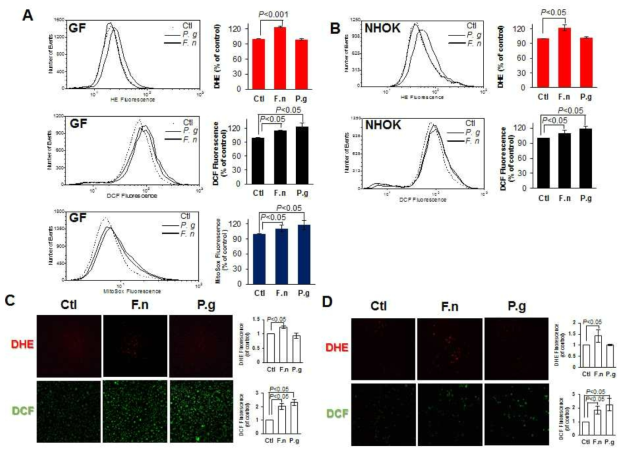 Production of superoxide anion was elevated in primary GFs after infection with F. nucleatum but not P. gingivalis.