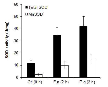 SOD enzymatic activities in GFs after F. nucleatum or P. gingivalis infection