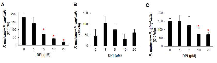 The effect of the NADPH oxidase inhibitor DPI on bacterial attachment to GFs in three different co-infection settings.