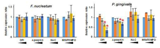 Real time PCR analysis showing relative P. gingivalis levels were significantly reduced by DPI or apocynin, but F. nucleatum was unaffected.