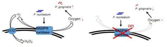 Hypothesis of the pathogen-specific activation of NADPH oxidase