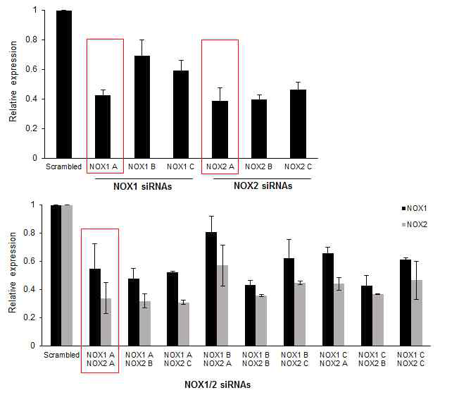 Efficiency of NOX1 and NOX2 gene knockdown in primary human GFs.