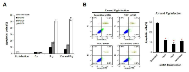 siRNA knockdown of NOX1, NOX2 or NOX1/NOX2 reduced apoptosis among GFs co-infected with F. nucleatum and P. gingivalis.