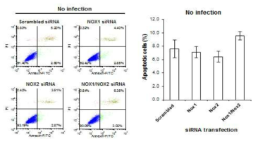 siRNA knockdown of NOX1, NOX2, or NOX1/NOX2 did not affect apoptosis in GFs at basal level.