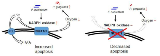 Schematic representation of possible mechanisms that F. nucleatum-triggered NADPH oxidase activation in human primary GFs is associated with attachment of P. gingivalis.