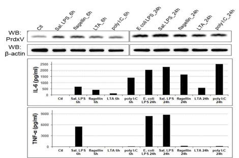 다양한 TLR agonist에 대한 마우스 복강 내 대식세포의 PrdxV의 발현과 염증성 사이토카인 생성