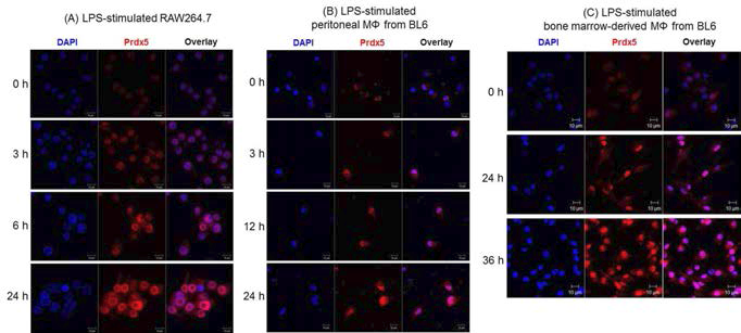 LPS 자극 후 RAW264.7와 복강유래 대식세포에서의 PrdxV 발현