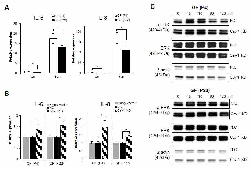 F. nucleatum 감염 시 구강 섬유아세포에서의 염증성 사이토카인 IL-6와 IL-8 생성에 Cav-1의 역할