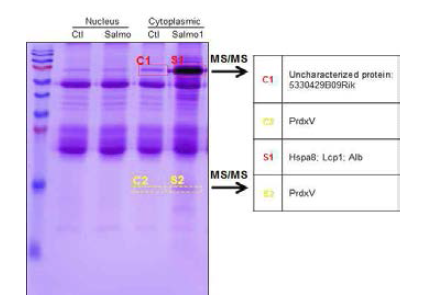 RAW264.7 대식세포에 살모 넬라 감염후 PrdxV 항체로 면역침강법 을 이용하여 PrdxV와 상호작용하는 단 백질 규명