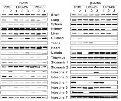 BL6/J 마우스에 LPS를 정맥주사 후 다양한 조직 내 PrdxV의 시간별 발현 확인