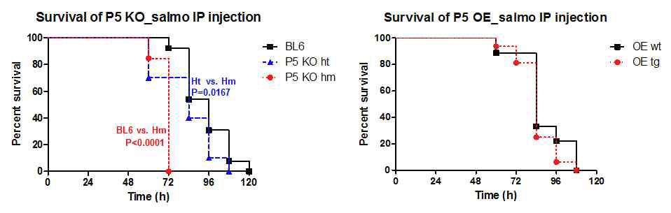 PrdxV KO된 혹은 과발현된 마우스에 살모넬라 감염 후 생존률