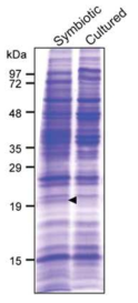 장내 공생균인 symbiotic Burkholderia와 실험실에서 배양한 cultured Burkholderia 균주간의 SDS-PAGE 비교분석.