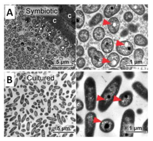 (A) 장내 공생균인 symbiotic Burkholderia와 (B) 실험실에서 배양한 cultured Burkholderia 균주의 TEM