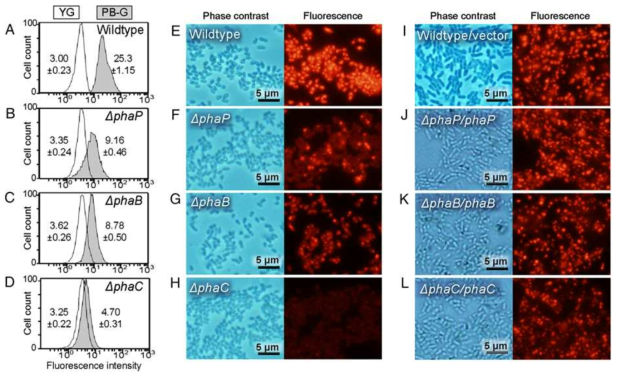 flow cytometry 분석과 형광현미경 관찰을 통한 PHA 생성 확인.