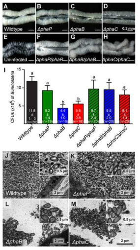 Symbiotic phenotypes of PHA mutants in bacterial titer.