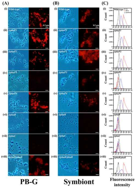 flow cytometry 분석과 형광현미경 관찰을 통한 PHA 생성 확인.