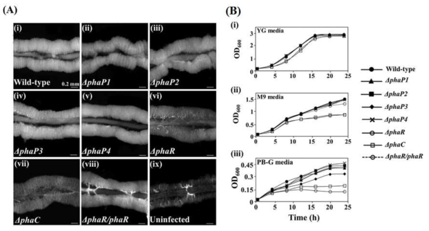 (A) ΔphaR Burkholderia 변이 균주에 따른 M4의 crypt발달 및 (B) 영양배지 조건에 따른 성장곡선