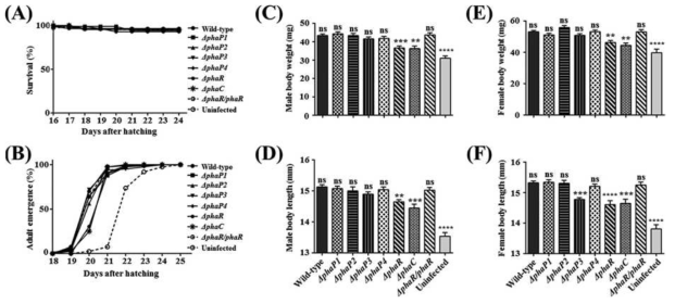 ∆phaR Burkholderia 변이 균주가 곤충숙주의 fitness에 미치는 영향.