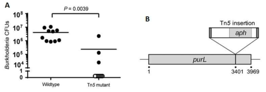 Transposon Burkholderia 변이 균주가 감염된 곤충숙주의 M4의 CFU.